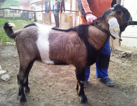Latabár